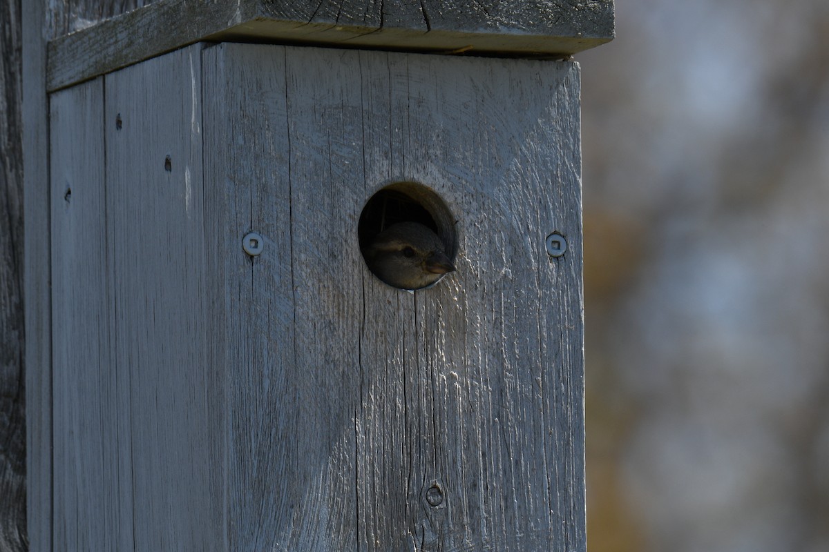 House Sparrow - france dallaire