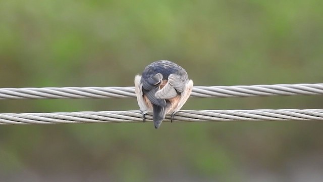 Red-rumped Swallow - ML236528381