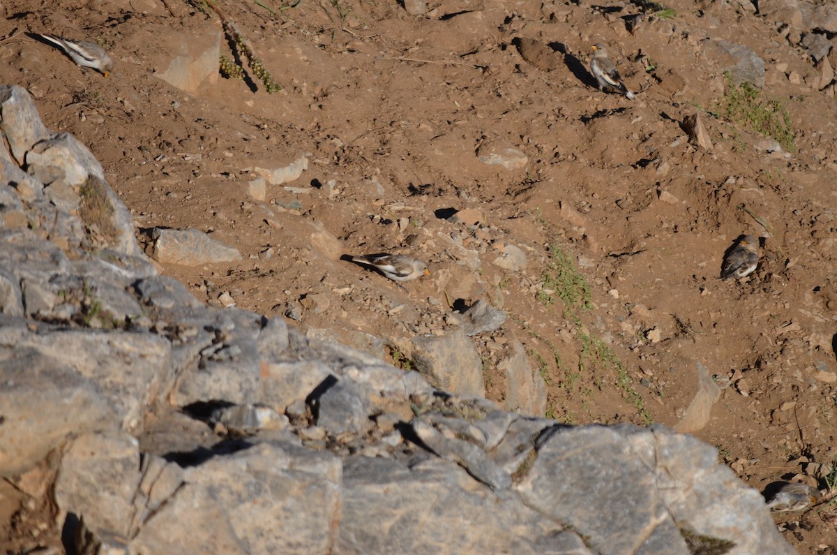 White-winged Snowfinch - ML236529001