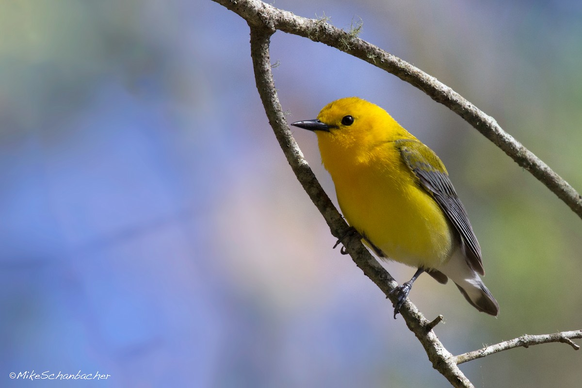 Prothonotary Warbler - Mike Schanbacher