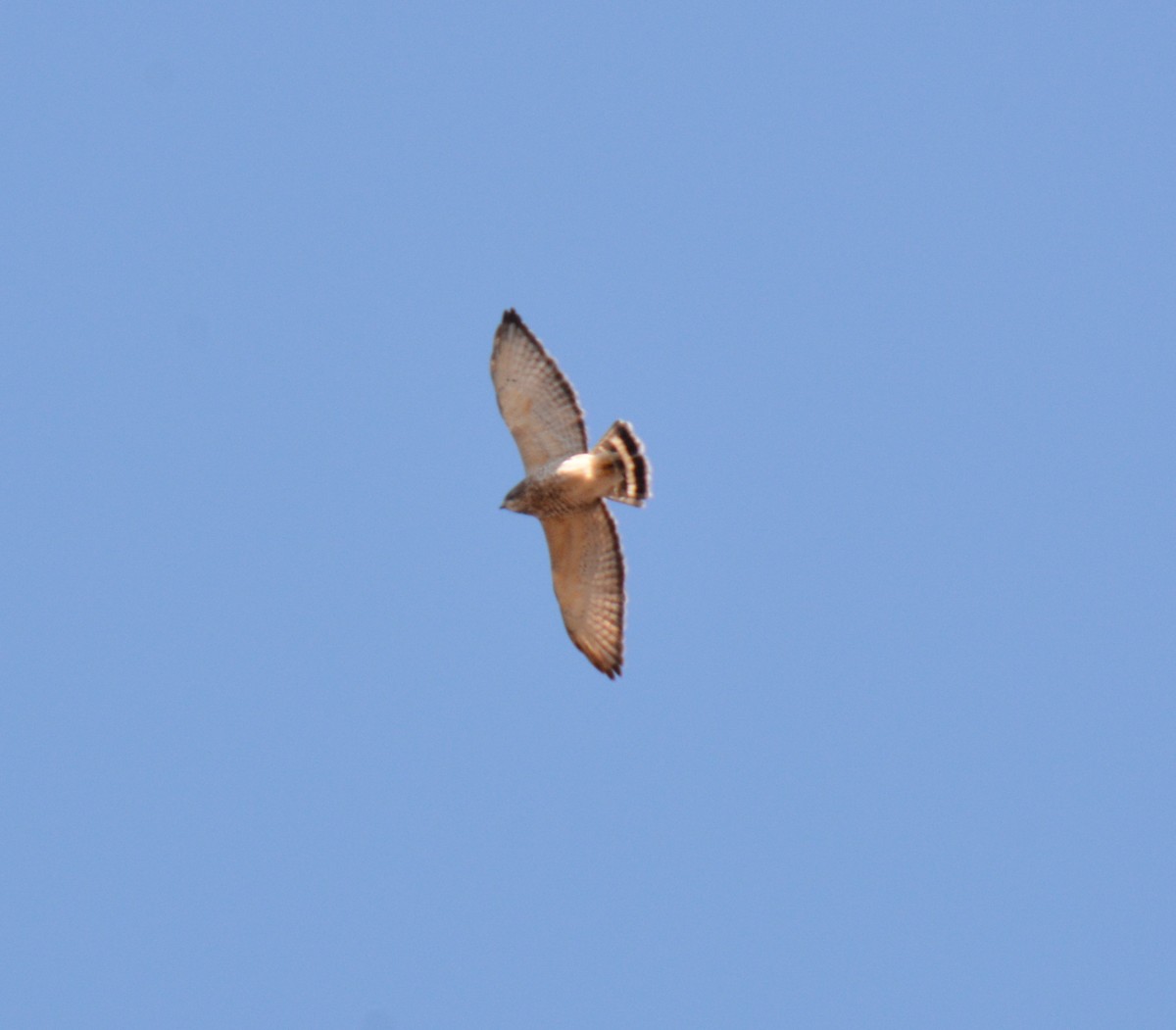 Broad-winged Hawk - ML236537241