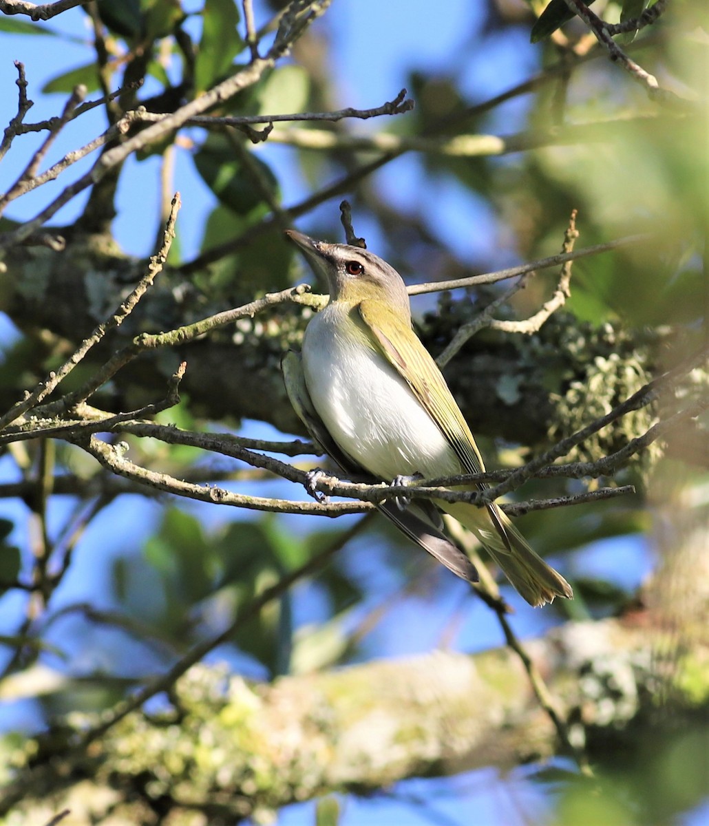 Red-eyed Vireo - Mike Riley