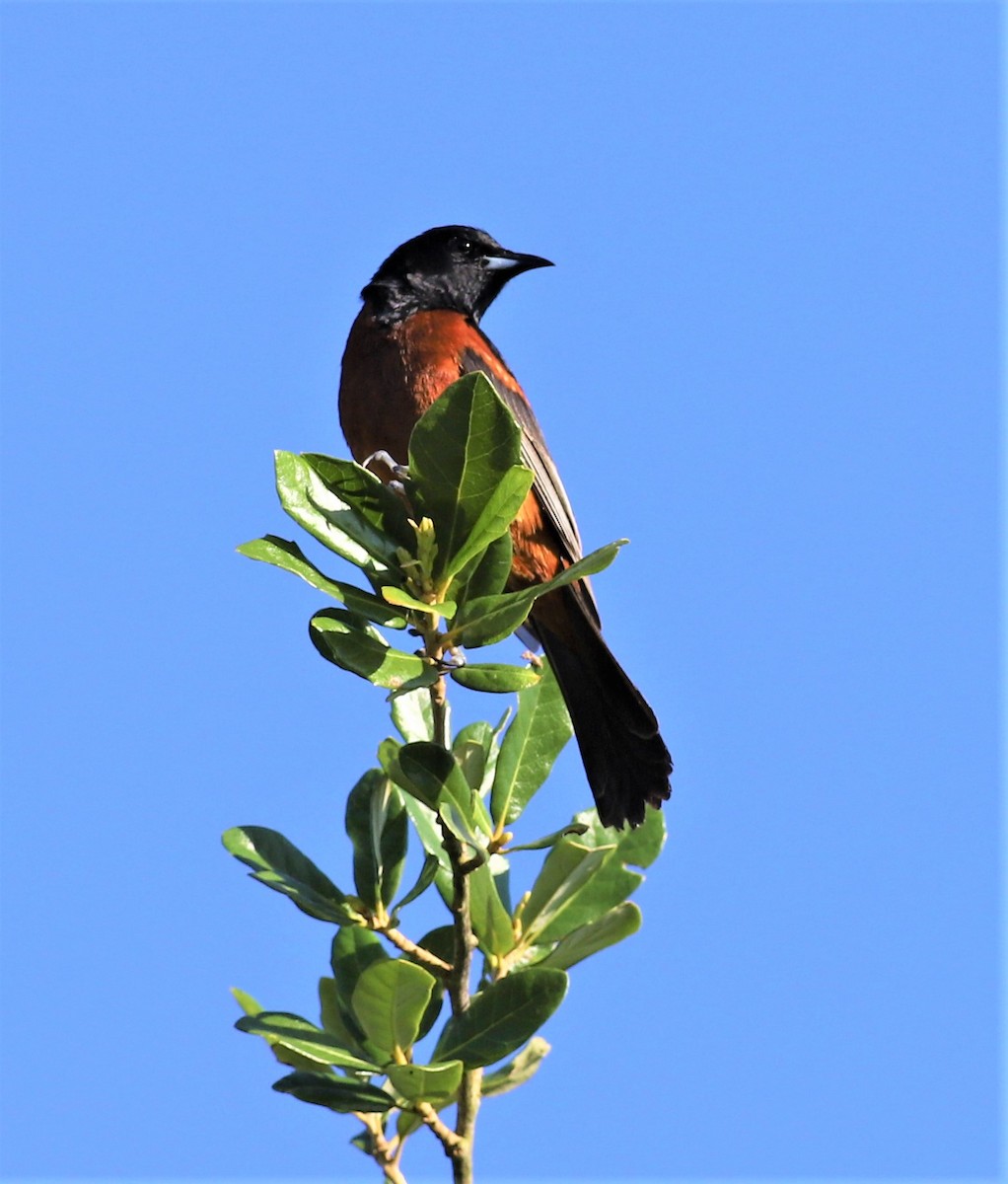 Orchard Oriole - ML236540141