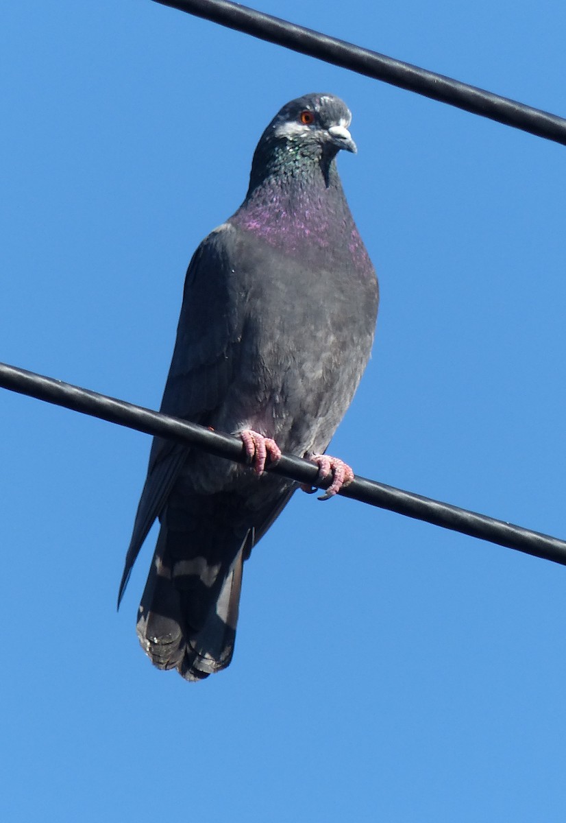 Rock Pigeon (Feral Pigeon) - ML23654271