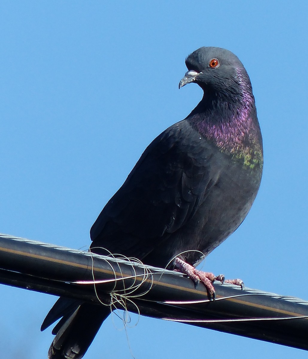 Rock Pigeon (Feral Pigeon) - ML23654291
