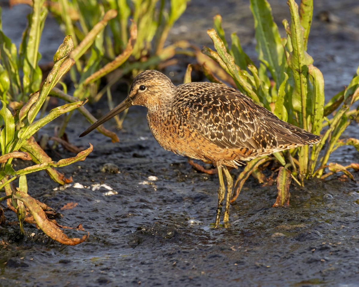 Long-billed Dowitcher - ML236545231