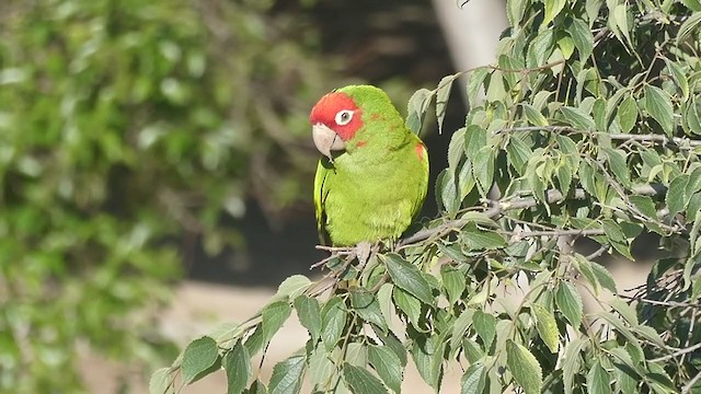 Guayaquil Papağanı - ML236545821