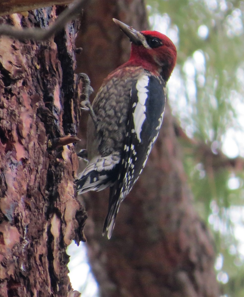 Red-breasted Sapsucker - ML23654841