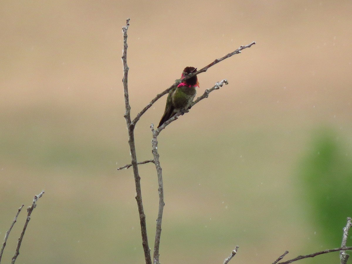 Anna's Hummingbird - ML236554861
