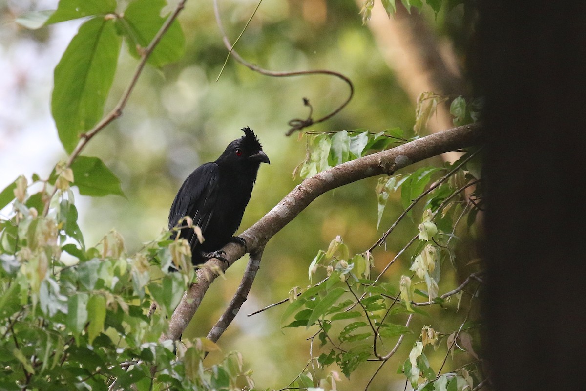 Black Magpie (Bornean) - ML236555861
