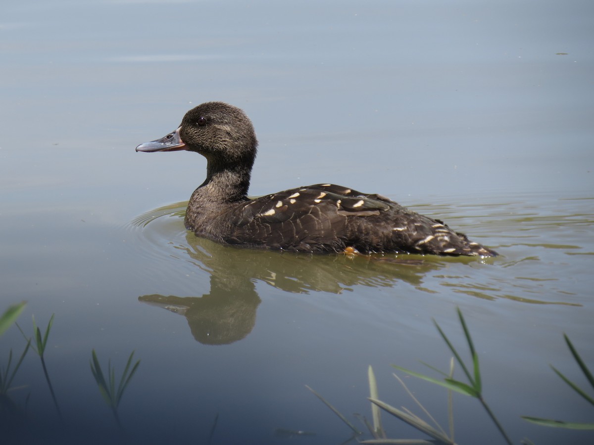African Black Duck - ML23655631