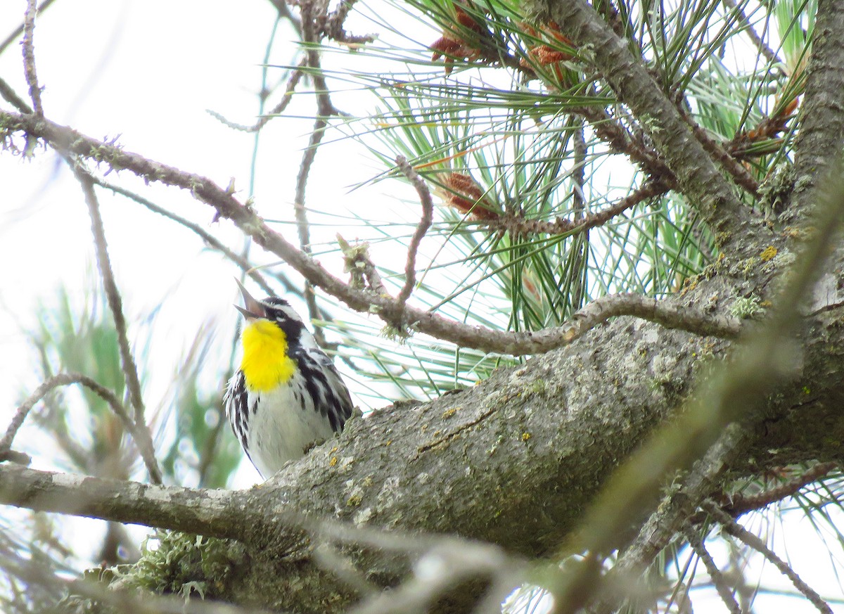 Yellow-throated Warbler - ML236559121