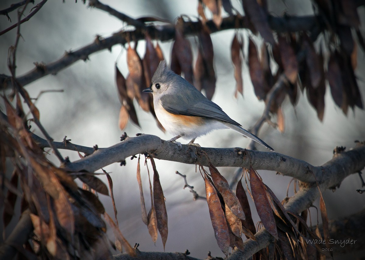 Tufted Titmouse - N. Wade Snyder