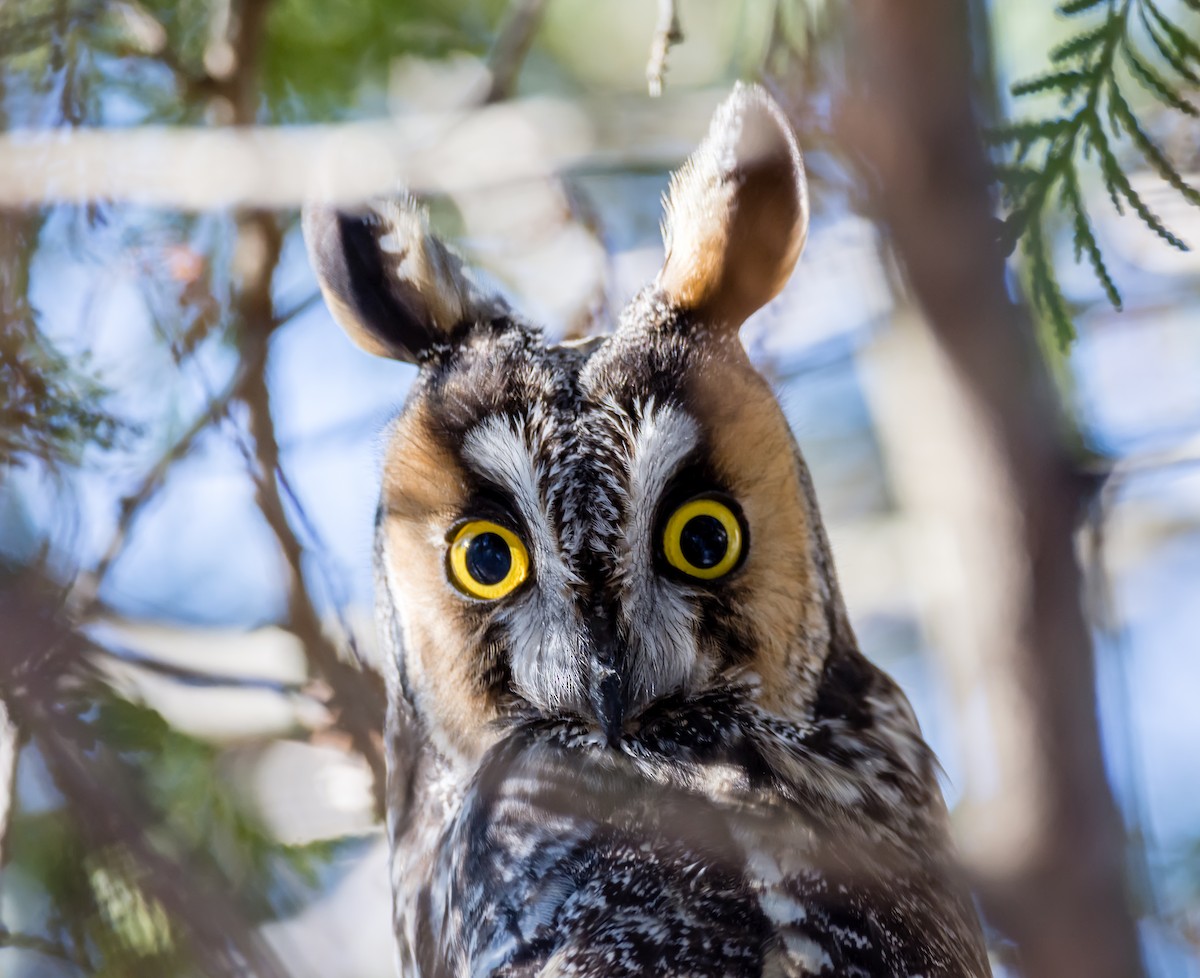 Long-eared Owl - Tim Arthur