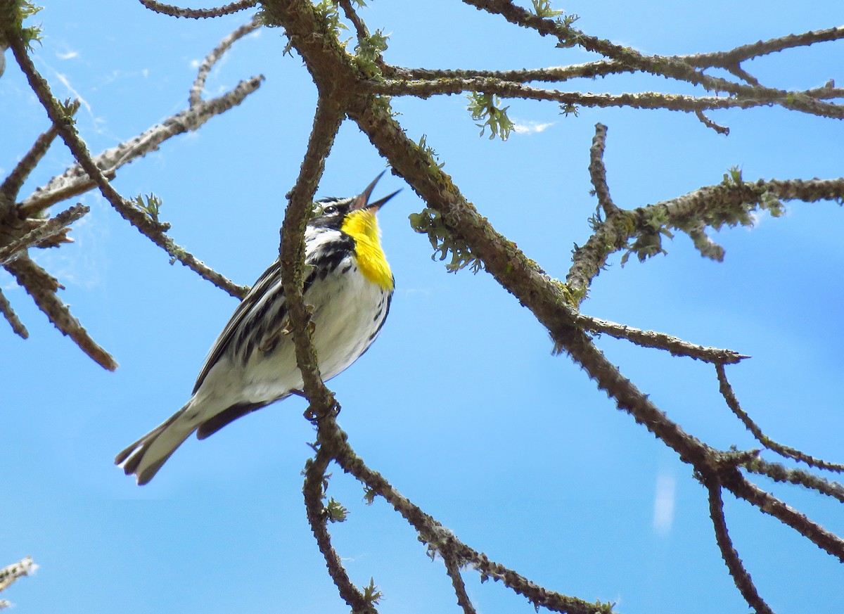 Yellow-throated Warbler - ML236567871
