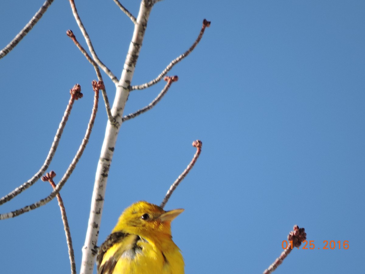 Western Tanager - ML23657091