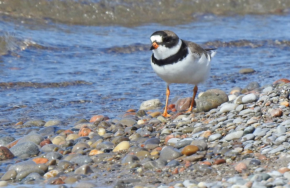 Semipalmated Plover - ML236571561
