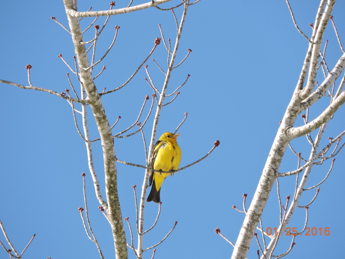 Western Tanager - ML23657171