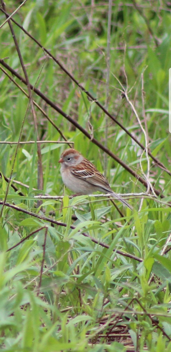 Field Sparrow - ML236579801