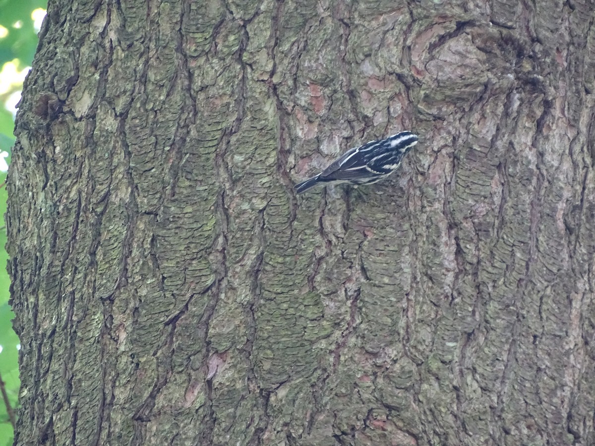 Black-and-white Warbler - ML236589441