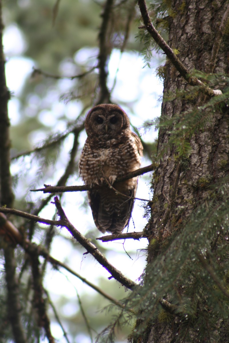 Spotted Owl - Hilary Turner