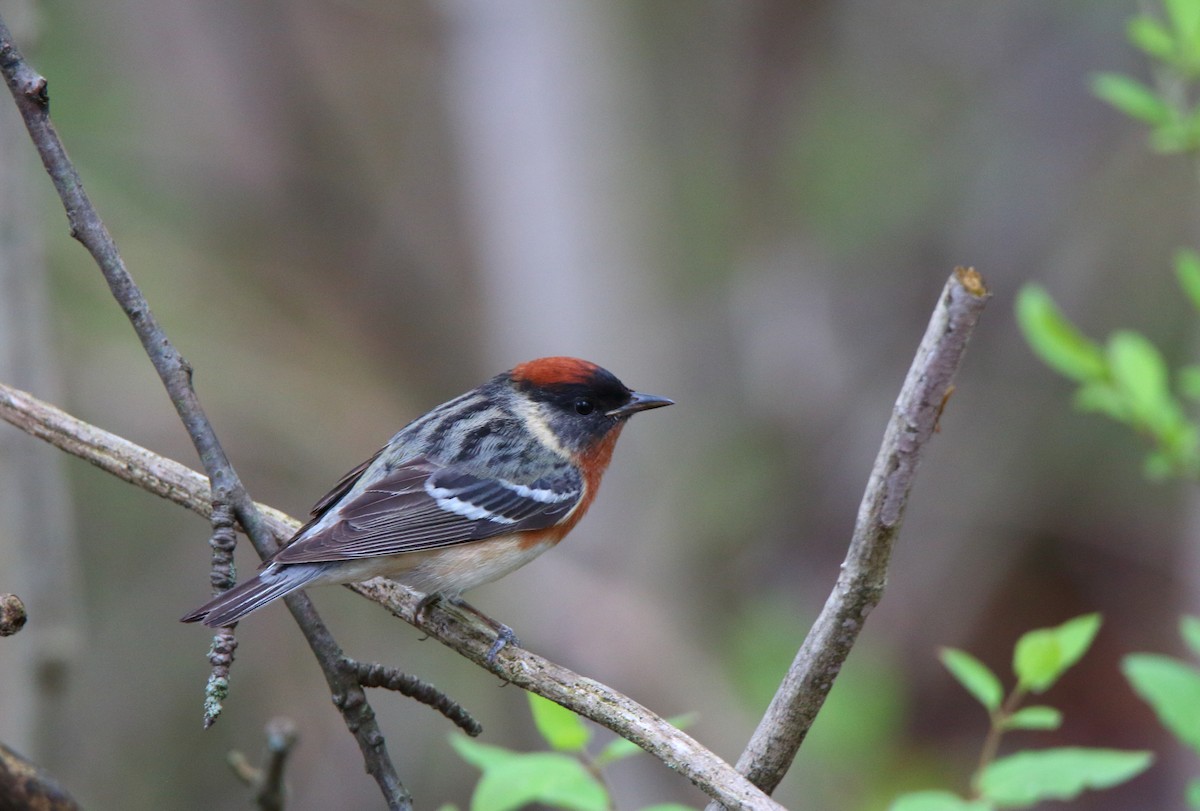 Bay-breasted Warbler - ML236594861