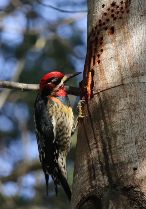Red-naped x Red-breasted Sapsucker (hybrid) - ML23659811