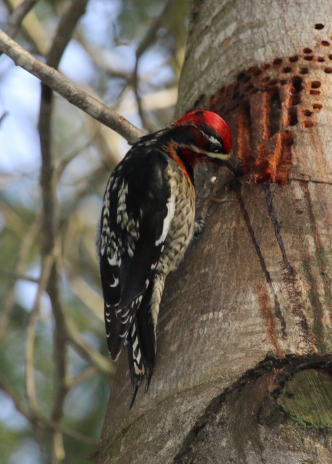 Red-naped x Red-breasted Sapsucker (hybrid) - ML23659821