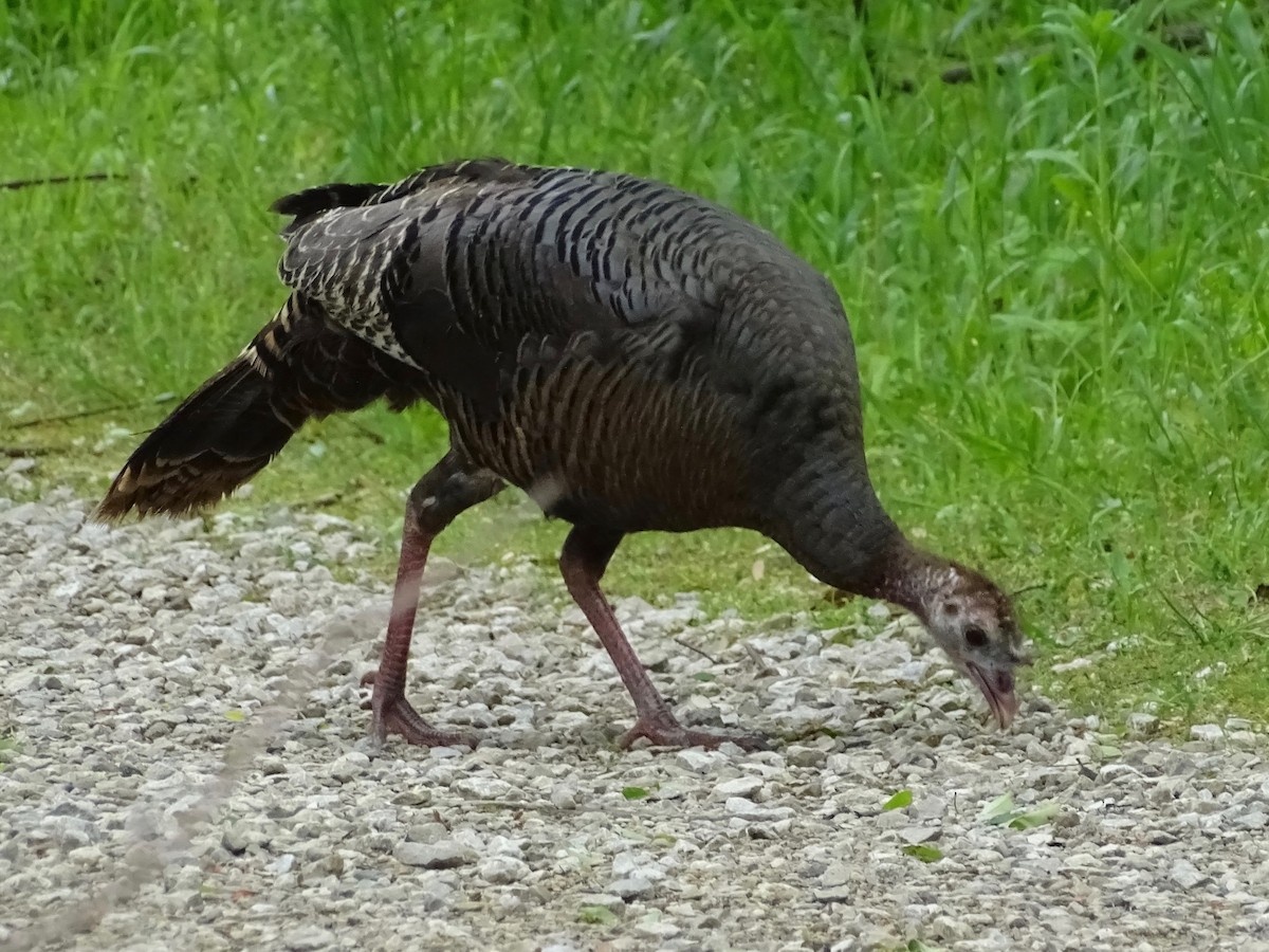 eBird Checklist - 15 May 2020 - Chestnut Ridge Metro Park - 44 species