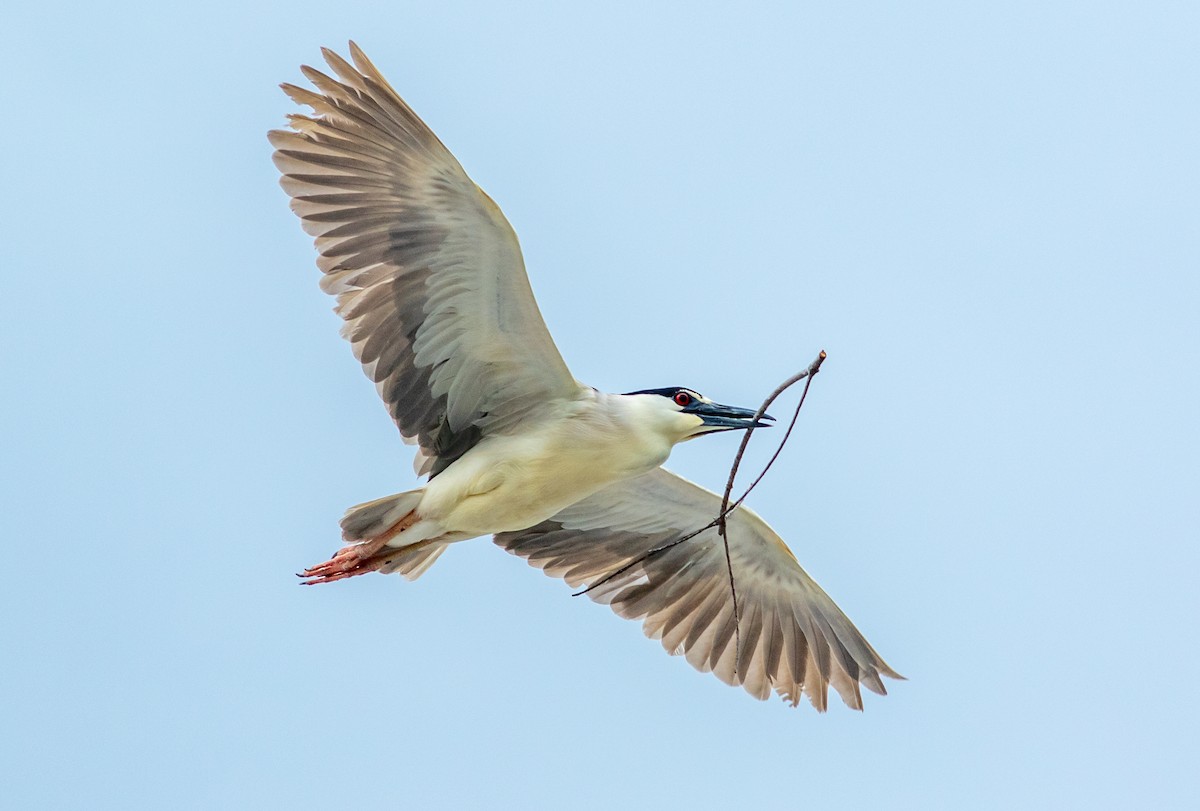 Black-crowned Night Heron - Alex Shipherd