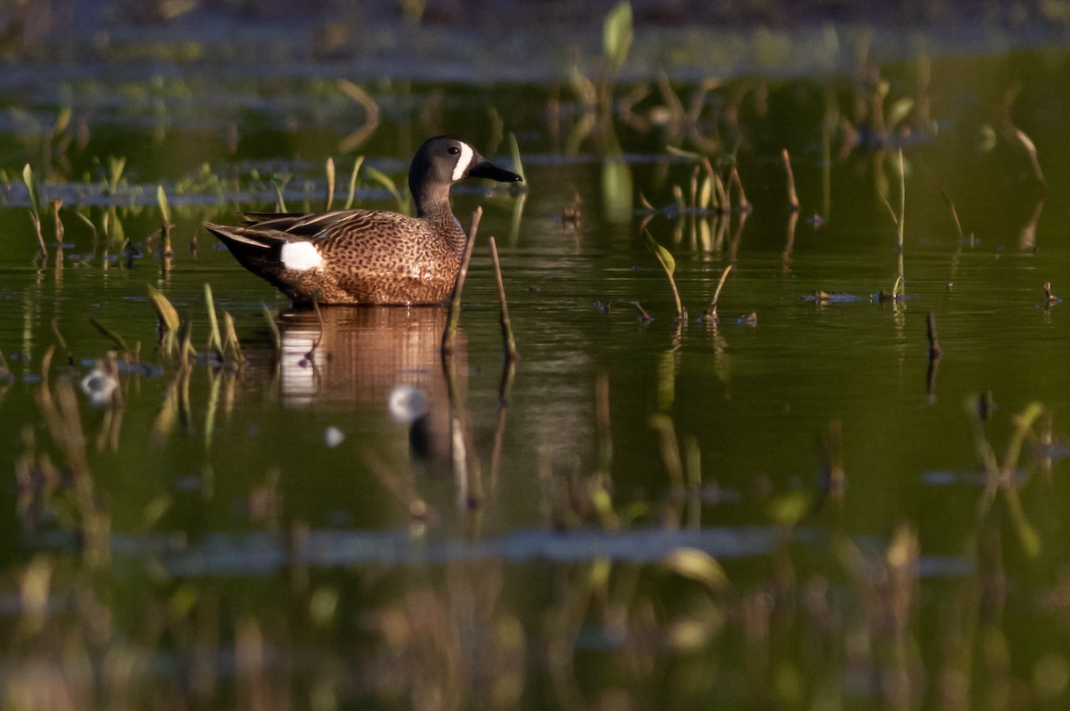 Blue-winged Teal - ML236604821
