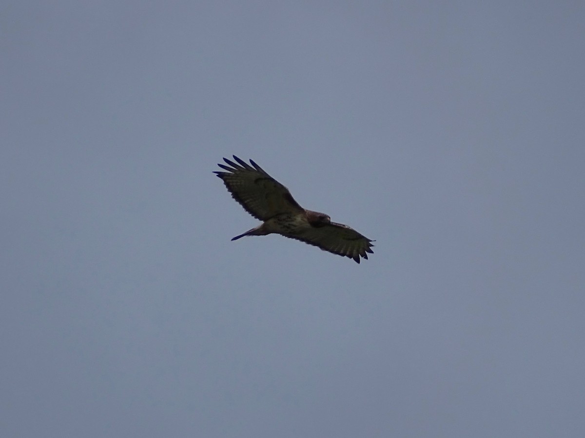 Red-tailed Hawk - ML236606821