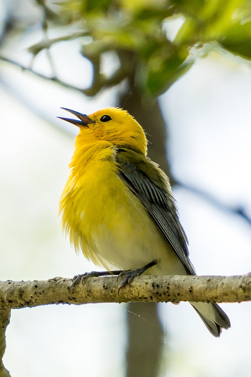 Prothonotary Warbler - ML236608341