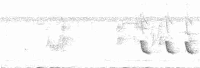 Белокрылый бекард - ML236610611
