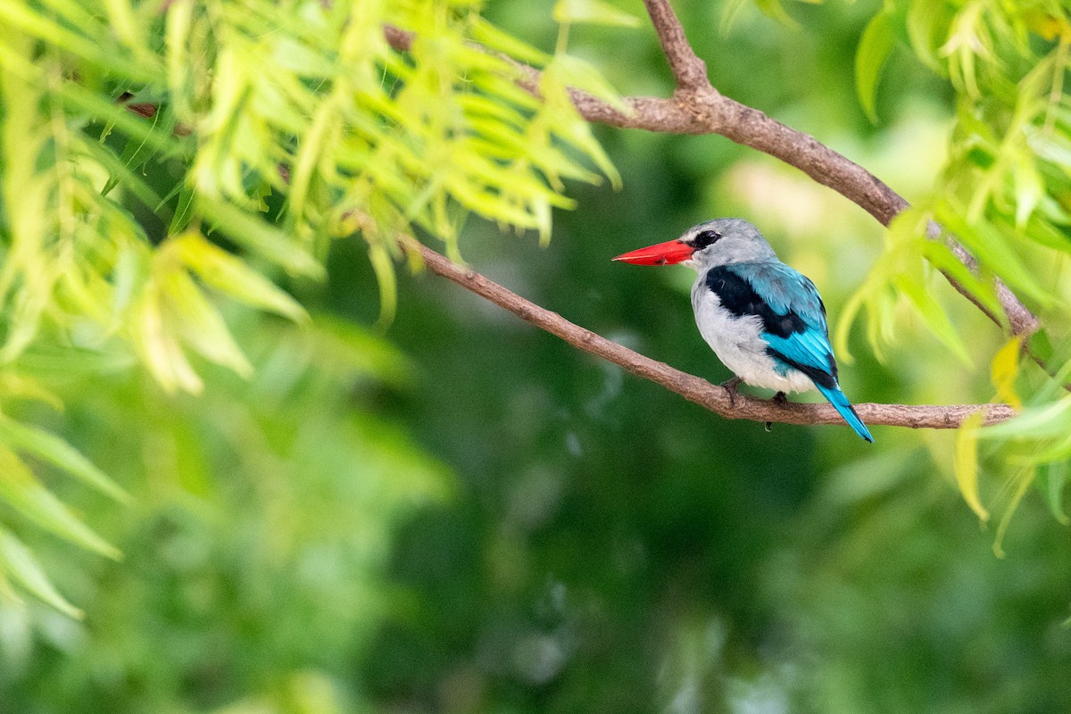 Mangrove Kingfisher - Raphaël Nussbaumer