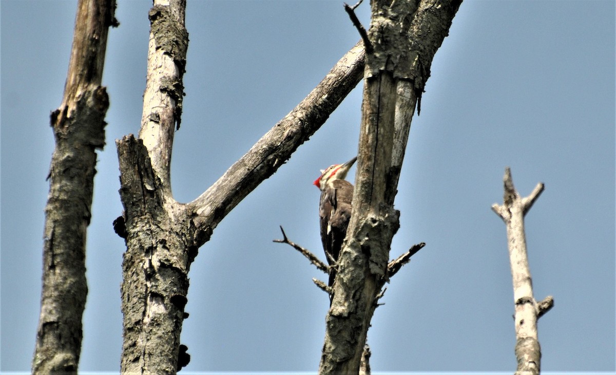 Pileated Woodpecker - ML236615361