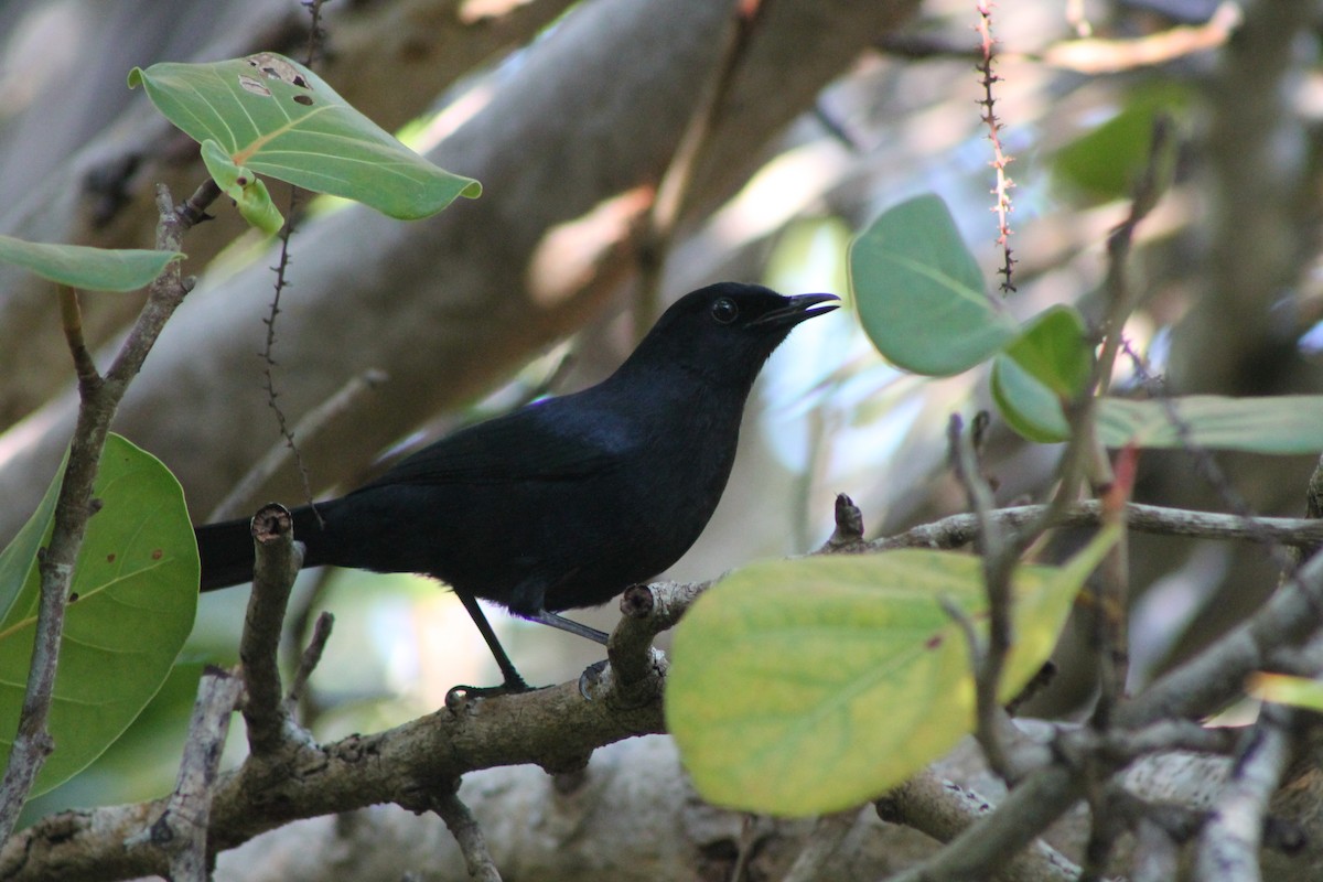 Black Catbird - ML23661701