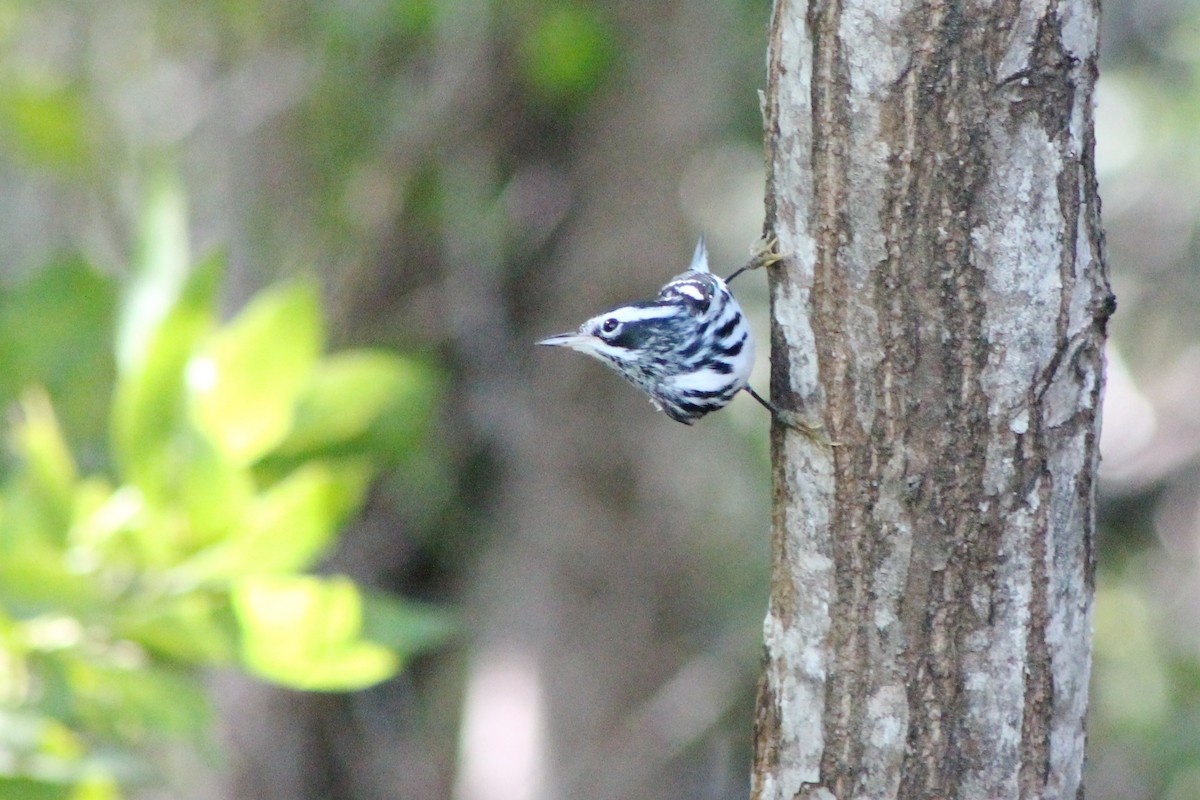 Black-and-white Warbler - ML23661941