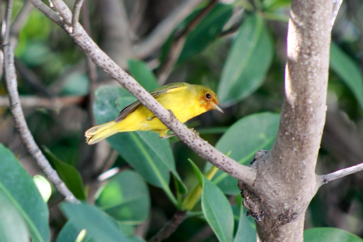 Yellow Warbler (Mangrove) - ML23661991