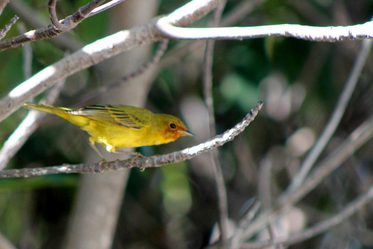 Yellow Warbler (Mangrove) - ML23662011