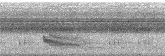 Weißbrust-Ameisenvogel - ML236621941