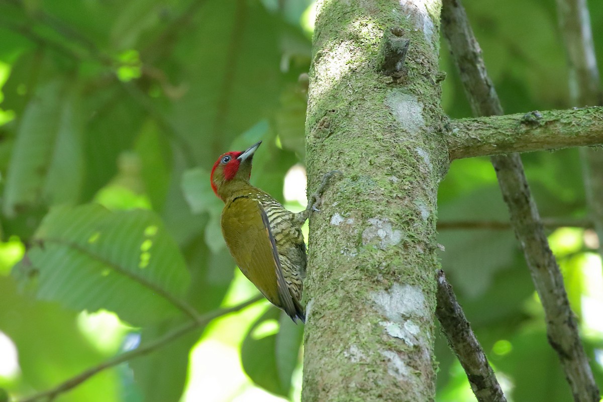 Rufous-winged Woodpecker - ML236622011