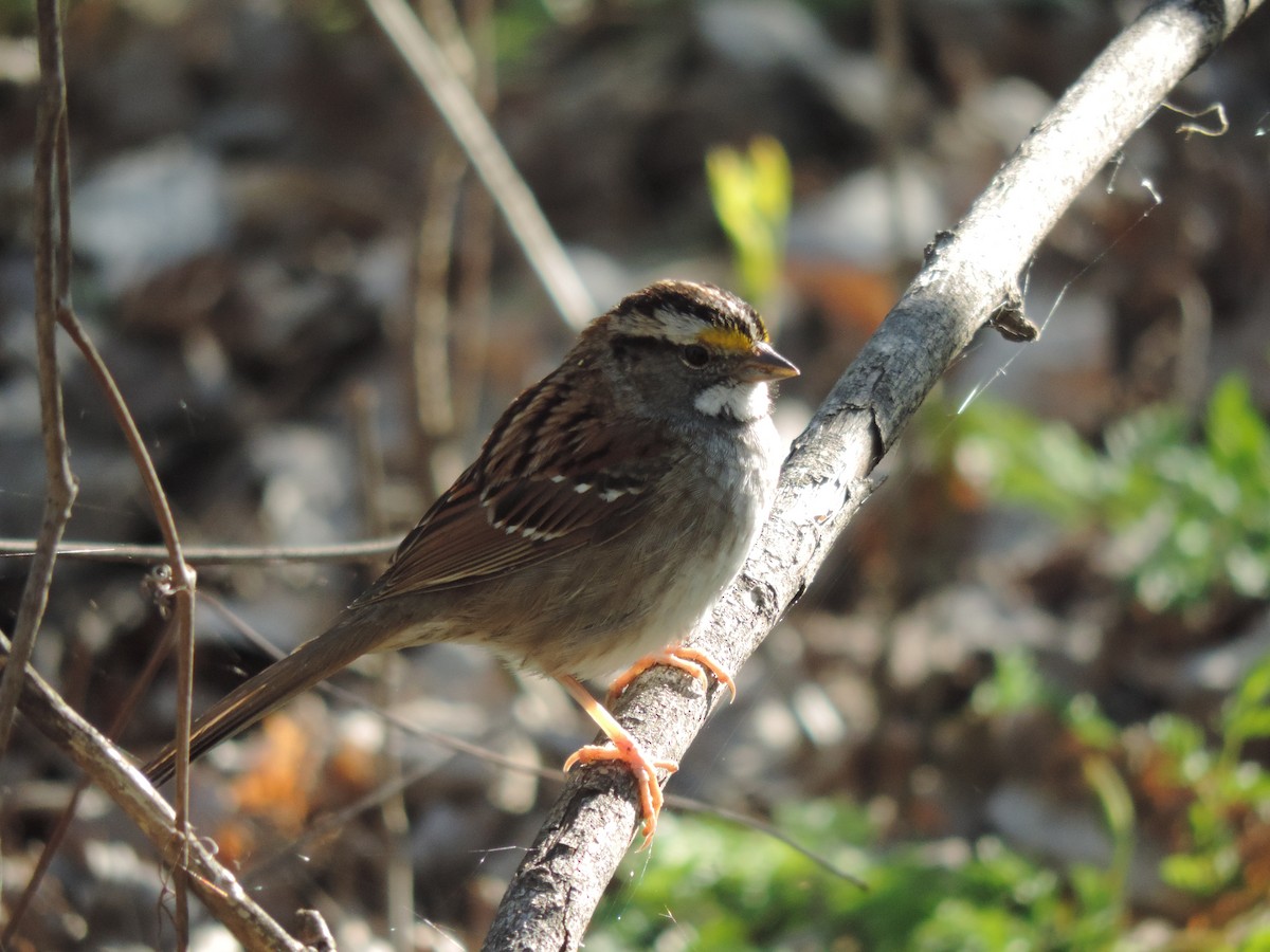 White-throated Sparrow - ML236626531