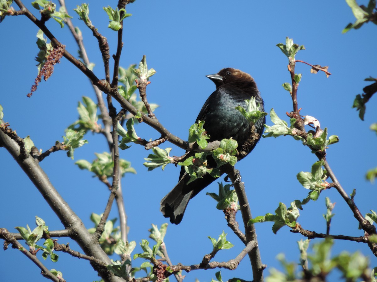 Brown-headed Cowbird - Rick Bird