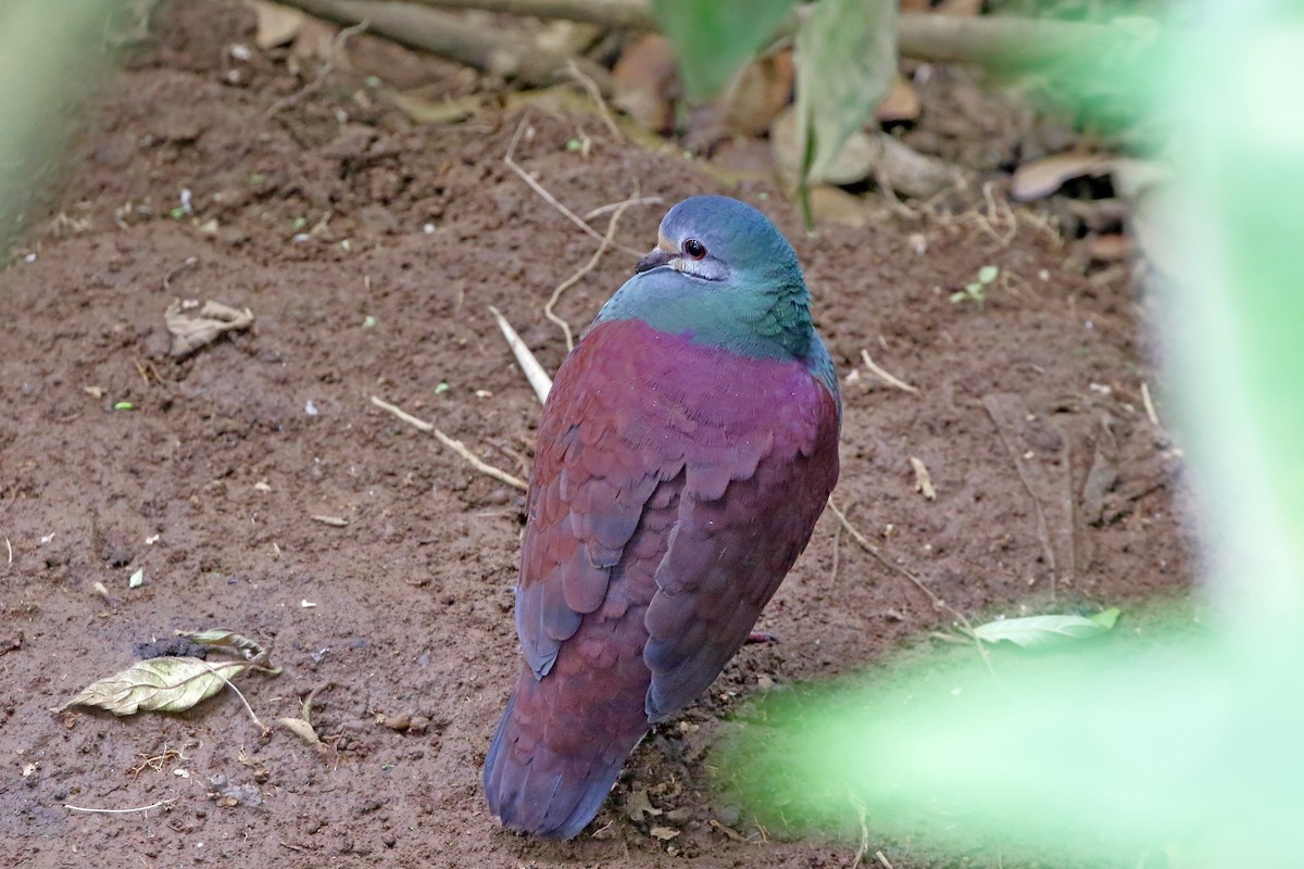 Buff-fronted Quail-Dove - ML236629241