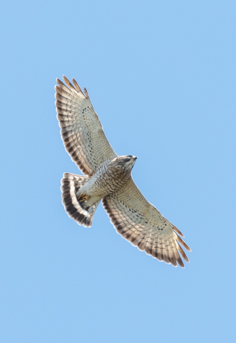 Broad-winged Hawk - Vincent Giroux