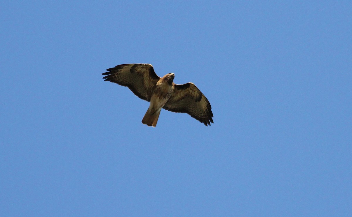 Red-tailed Hawk - ML236634501