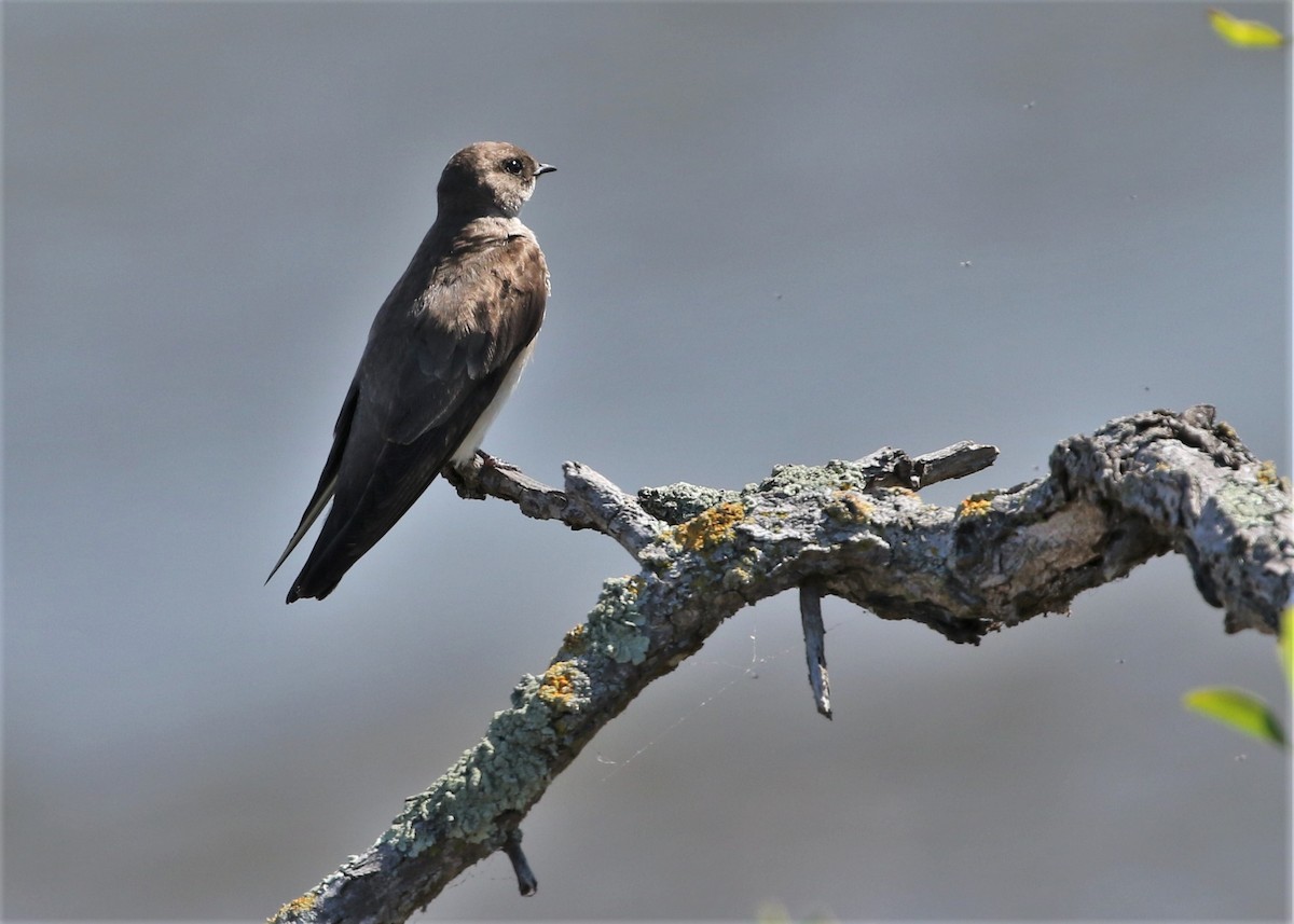 Northern Rough-winged Swallow - Dean LaTray