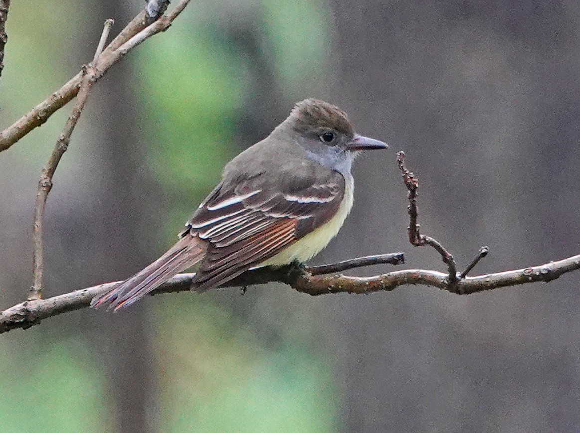 Great Crested Flycatcher - ML236639631