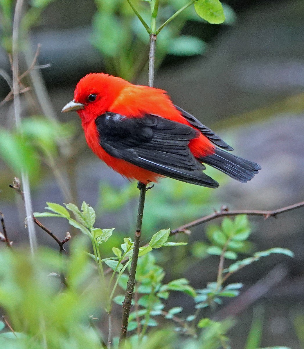 Scarlet Tanager - ML236639731
